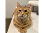 Adopt Tiger a Domestic Short Hair