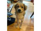 Adopt Dunne a Golden Retriever