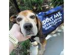 Adopt Henry a Beagle