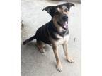 Adopt CHASE ~ $0 ADOPTION FEE THRU 8/31/24!! a Shepherd, Pit Bull Terrier