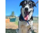 Adopt Jed a Border Collie, Labrador Retriever