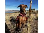 Adopt Dusty a Rhodesian Ridgeback