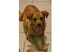 Adopt Ian a Labrador Retriever, Mixed Breed