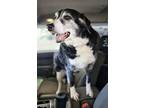 Adopt Elvis a Border Collie