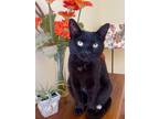 Adopt BASIL - Courtesy Post a Domestic Short Hair