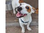 Adopt Smalls a Jack Russell Terrier, Mixed Breed