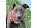 Adopt Atlas a Labrador Retriever, Hound