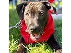 Adopt Mole a Labrador Retriever, Hound