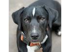 Adopt Jacob a Labrador Retriever, Terrier