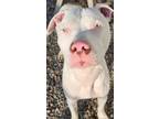 Adopt Pierce a Pit Bull Terrier