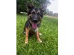 Adopt Mojo a Shepherd, Australian Shepherd