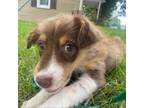 Adopt Vesper a Australian Shepherd