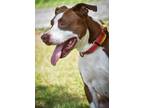 Adopt Lincoln a Pit Bull Terrier, Mixed Breed