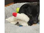 Adopt Fudge (Dessert Litter) a Australian Kelpie, Labrador Retriever
