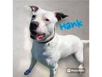 Adopt HANK a Pit Bull Terrier