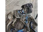 Adopt Smoochie a Boxer