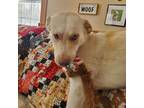 Adopt Bisquit a Yellow Labrador Retriever, Golden Retriever