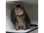 Adopt Oliver (& Leo) -Declawed a Domestic Short Hair