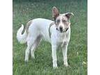 Adopt Bailey a Australian Shepherd