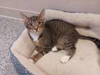 Adopt Squiggy a Domestic Short Hair