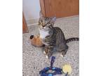 Adopt Lenny a Domestic Short Hair