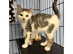 Adopt Biscuit a Domestic Short Hair