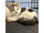 Adopt Lux a Domestic Short Hair