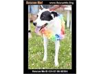 Adopt Charlie a Siberian Husky, Pit Bull Terrier