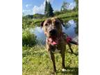 Adopt Moki a Black Mouth Cur