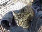 Ginko Domestic Shorthair Kitten Male