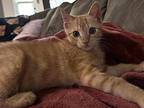 Chester Domestic Shorthair Kitten Male