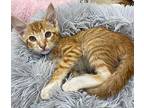 Tac Domestic Shorthair Kitten Male