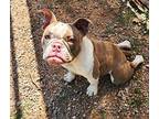 Tonka Butters English Bulldog Young Male