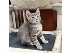 Tyrone Domestic Shorthair Kitten Male