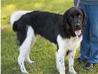 Kippens Newfoundland Young Male