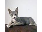 Chili Pepper British Shorthair Kitten Male