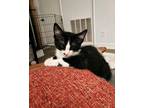 Vinny Domestic Shorthair Kitten Male