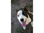 Adopt Archie a Terrier, Mixed Breed
