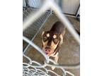 Adopt Merl a Shepherd, Husky