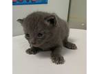 Hanshi Domestic Shorthair Kitten Female