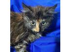 Rainbow Maine Coon Kitten Female