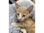 Tic Domestic Shorthair Kitten Male