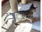 Hutchence Domestic Shorthair Kitten Male