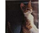 Fig Domestic Shorthair Kitten Male