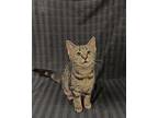 Stoney Domestic Shorthair Kitten Female