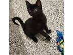 Chevy Domestic Shorthair Kitten Male