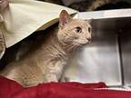 Ollie Domestic Shorthair Adult Male