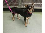 Peewee Chihuahua Young Male