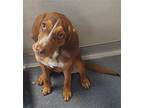 DA 20 Coler Hound (Unknown Type) Young Female