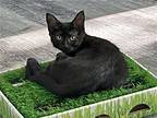 Toast Domestic Shorthair Kitten Female